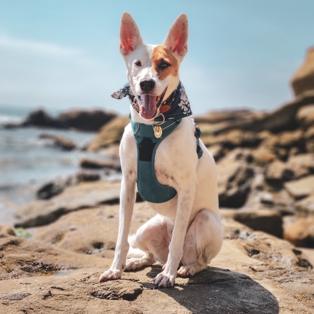 Blue Dog Harness
